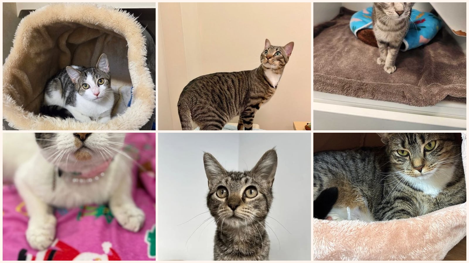 Dog-Friendly Cats up for adoption near Stamford, CT