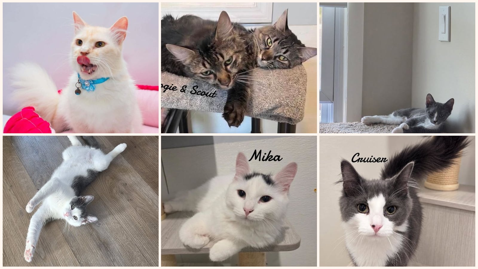 Long-Haired Cats up for adoption near West Hartford, CT