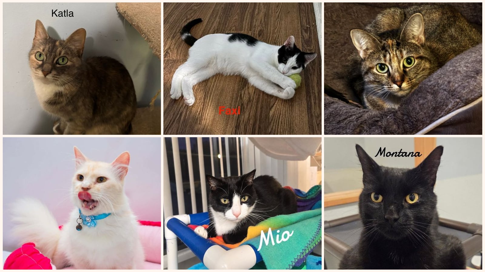 Adult Cats up for adoption near West Haven, CT