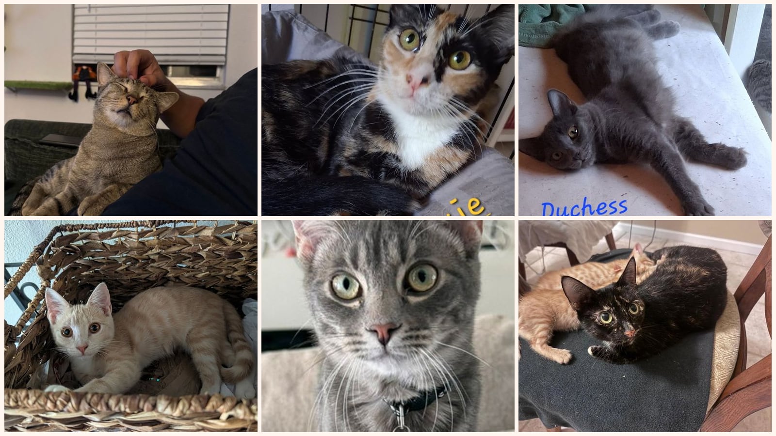 Adult Cats up for adoption near Alafaya, FL