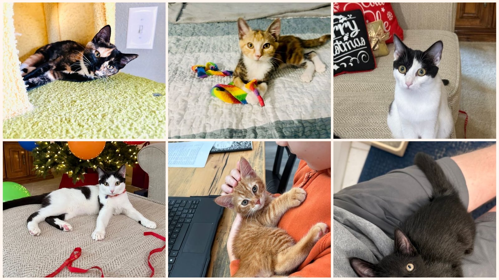 Kid-Friendly Cats up for adoption near Alafaya, FL