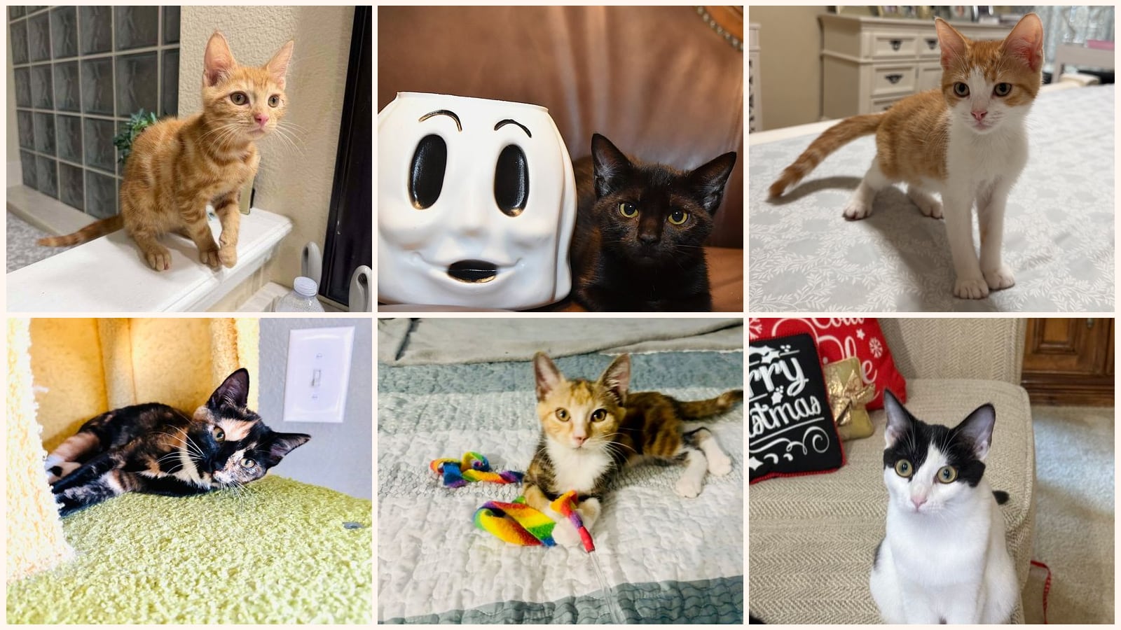 Kid-Friendly Cats up for adoption near Apopka, FL
