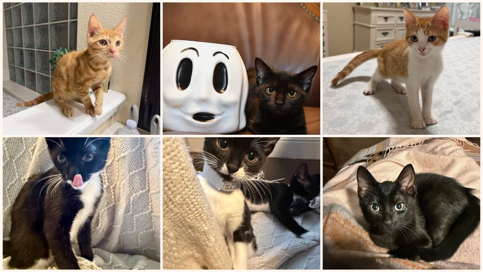Kittens up for adoption near Apopka, FL