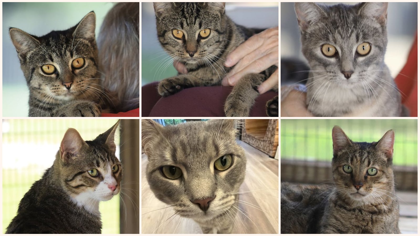 Adult Cats up for adoption near Bonita Springs, FL