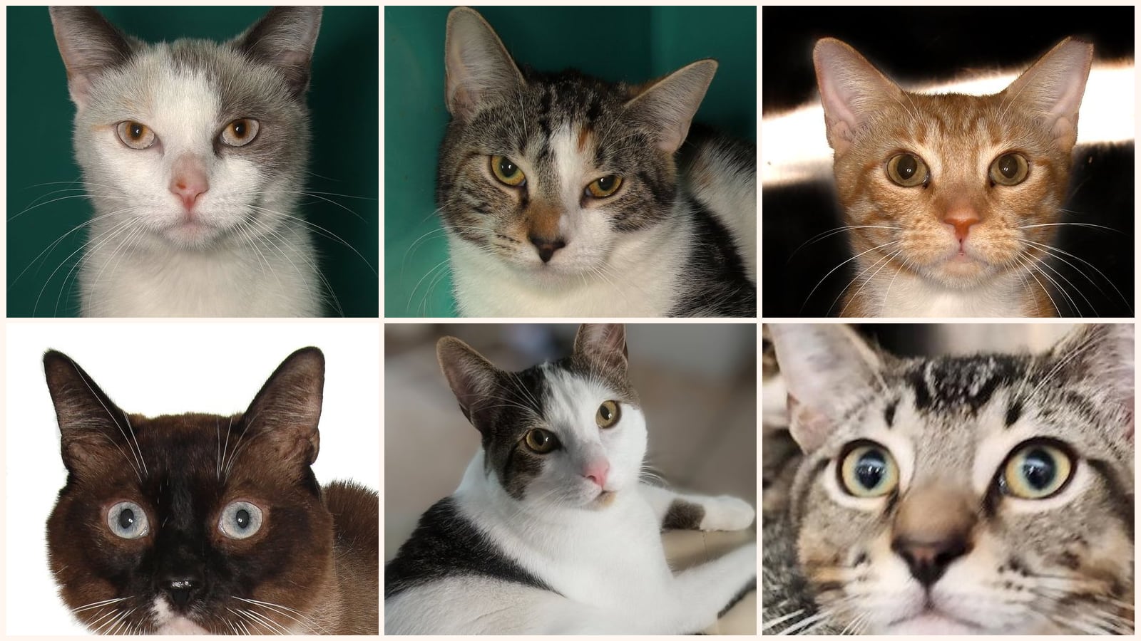 Adult Cats up for adoption near Boynton Beach, FL