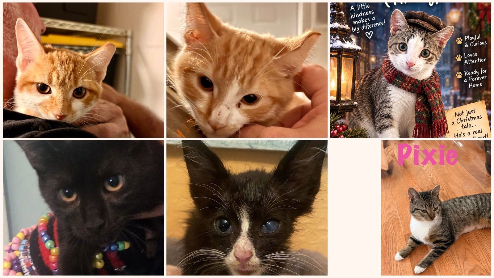 Kid-Friendly Cats up for adoption near Brandon, FL