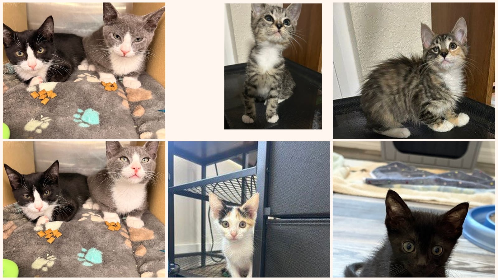 Kittens up for adoption near Brandon, FL