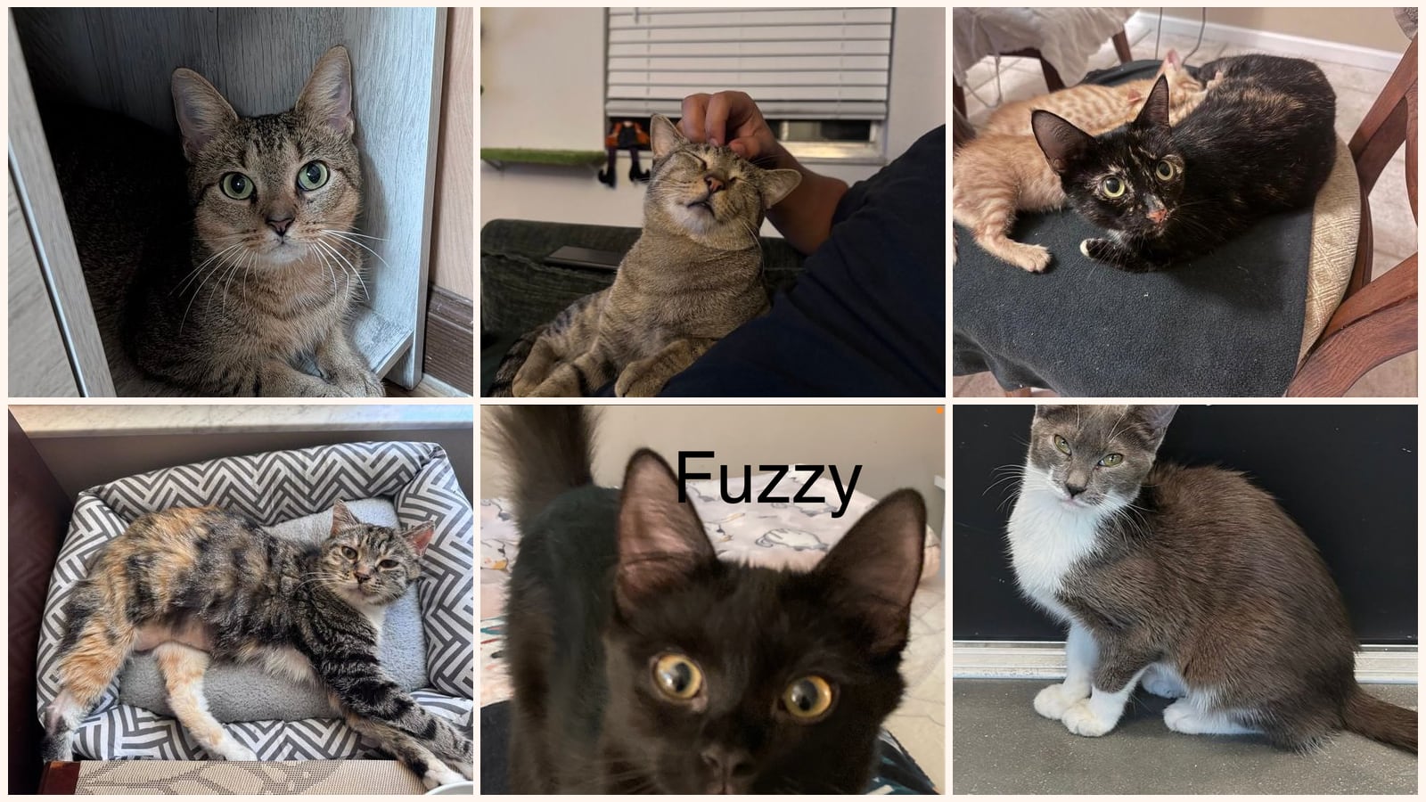 Adult Cats up for adoption near Clermont, FL