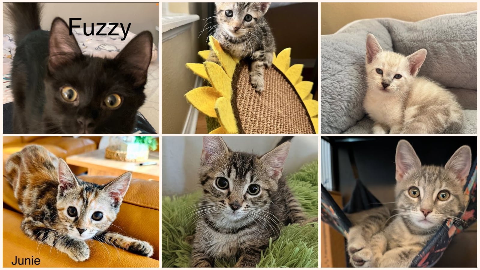 Kid-Friendly Cats up for adoption near Clermont, FL