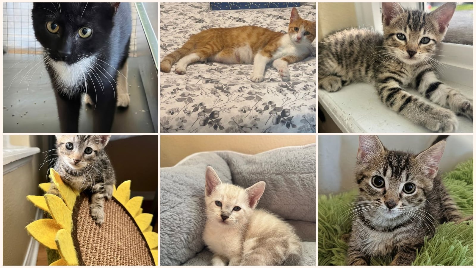Kittens up for adoption near Clermont, FL