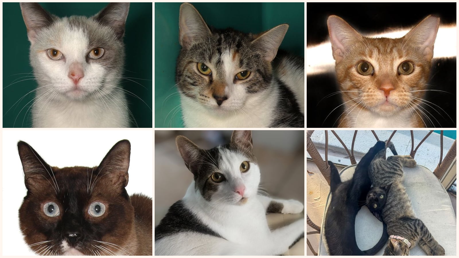 Kid-Friendly Cats up for adoption near Coconut Creek, FL
