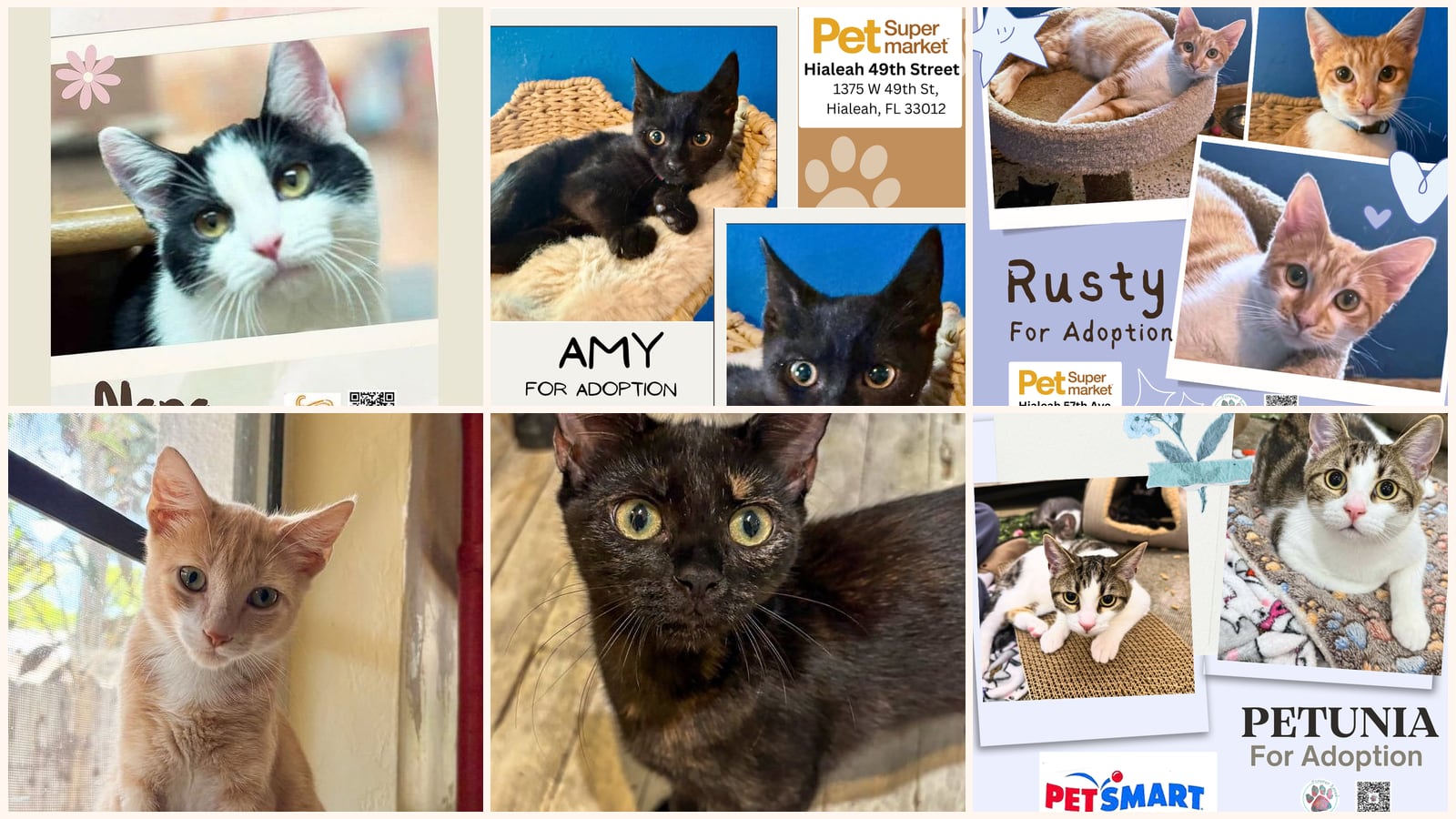 Kid-Friendly Cats up for adoption near Coral Gables, FL