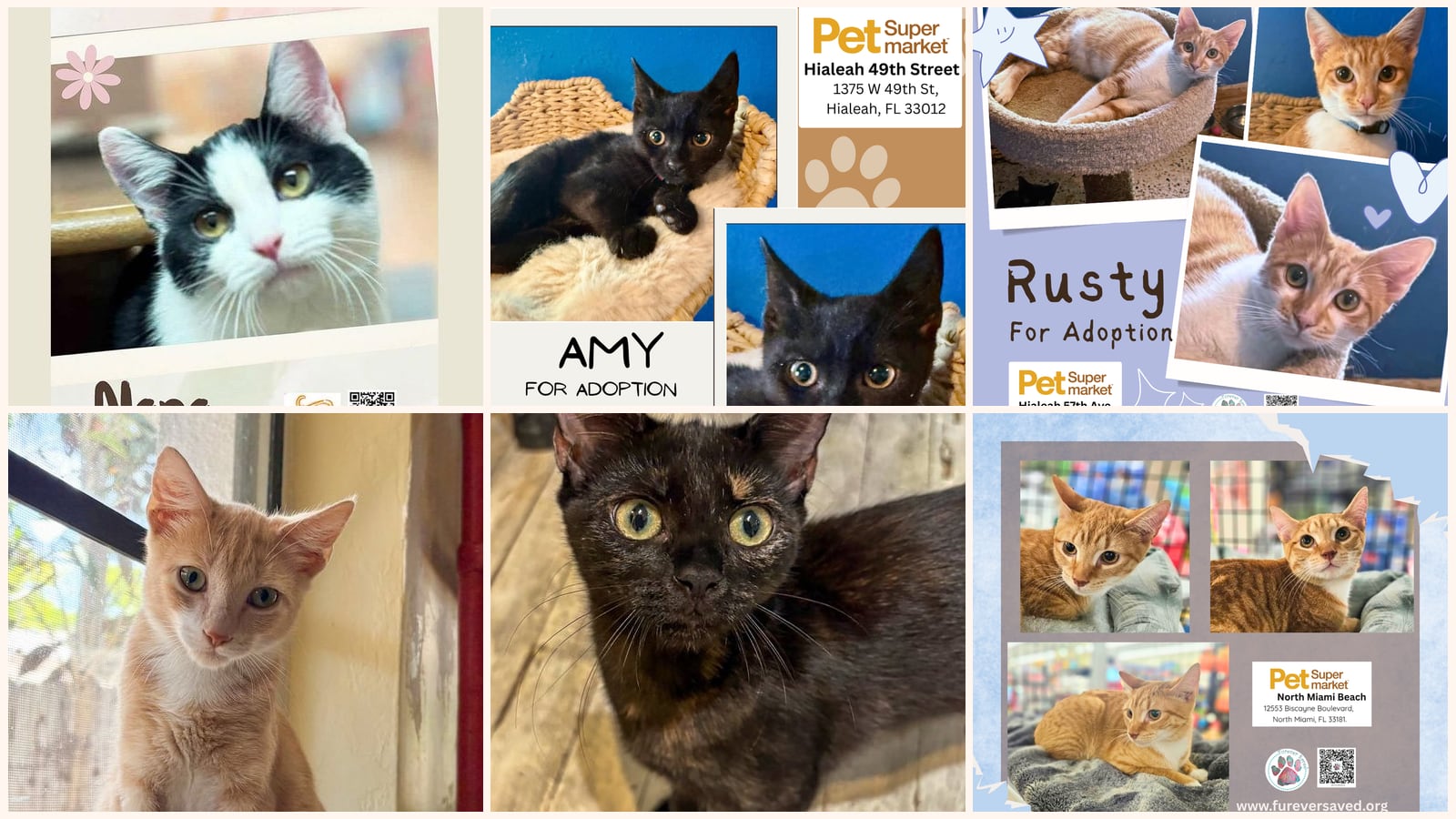 Kittens up for adoption near Coral Gables, FL