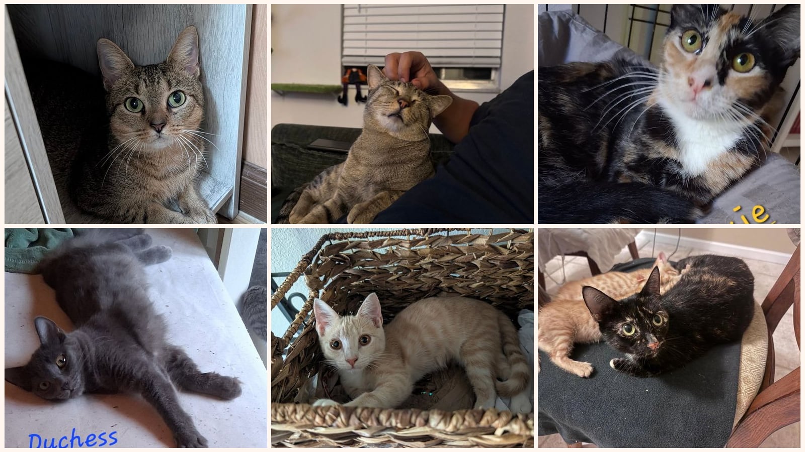 Adult Cats up for adoption near Daytona Beach, FL