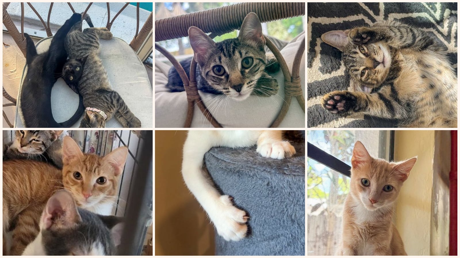 Kittens up for adoption near Deerfield Beach, FL