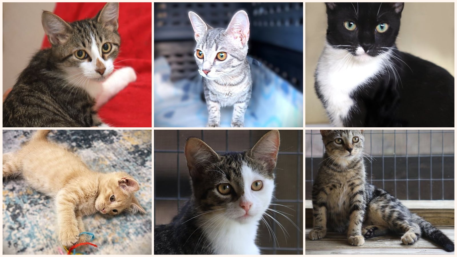 Kittens up for adoption near Fort Myers, FL