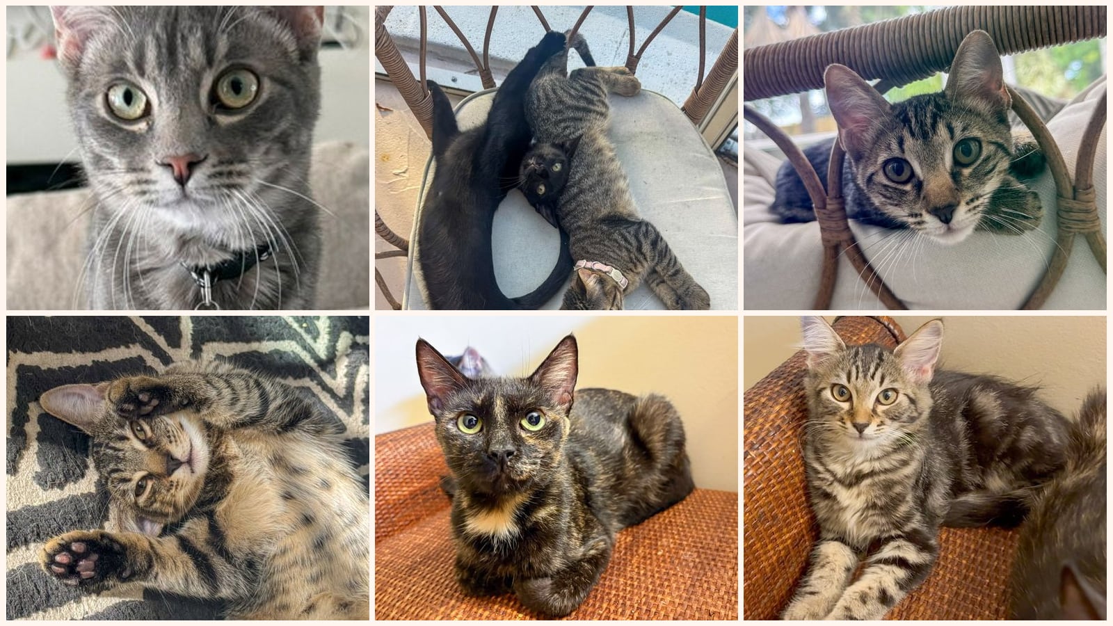 Dog-Friendly Cats up for adoption near Fort Pierce, FL