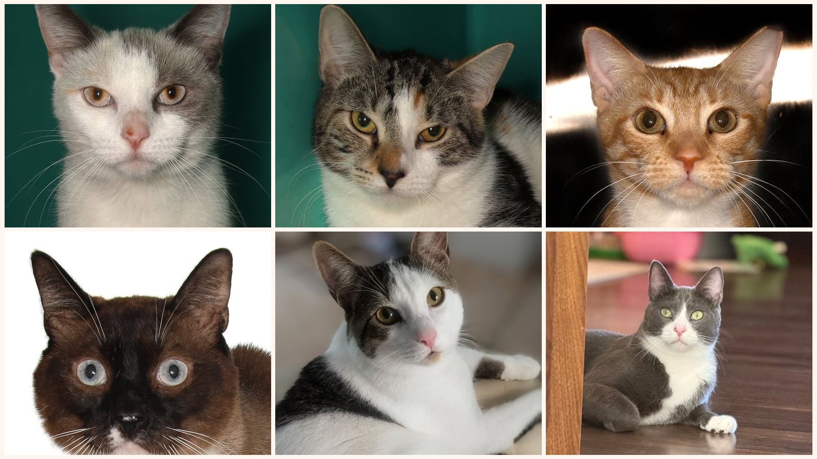 Kid-Friendly Cats up for adoption near Fort Pierce, FL