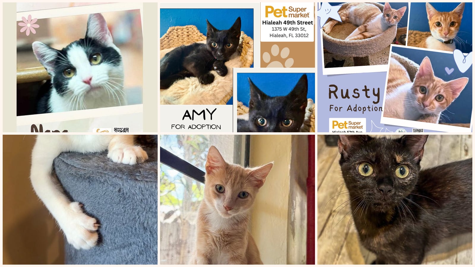 Kid-Friendly Cats up for adoption near Homestead, FL