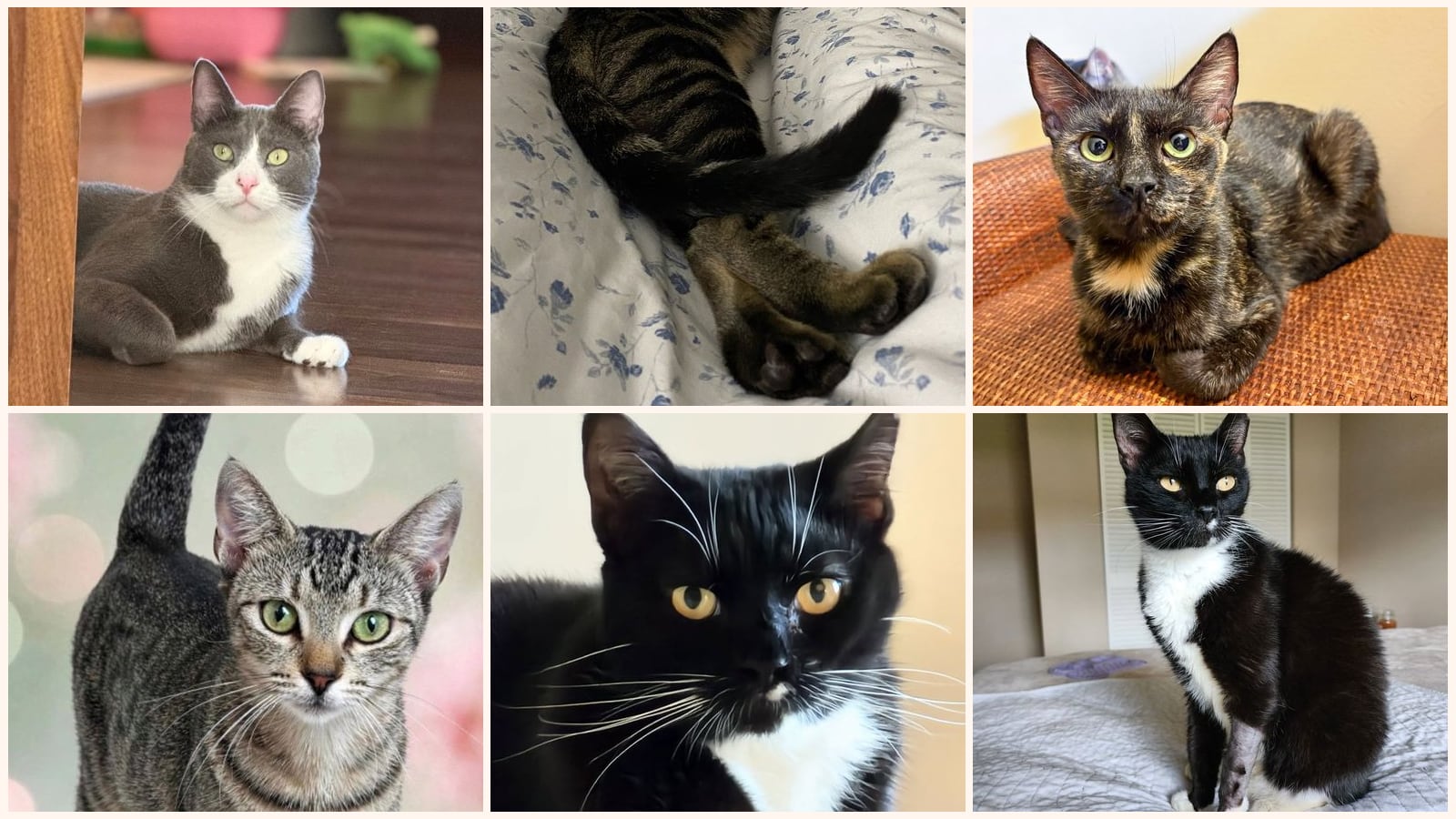 Adult Cats up for adoption near Jupiter, FL