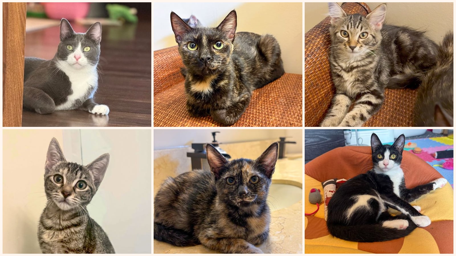 Kid-Friendly Cats up for adoption near Jupiter, FL