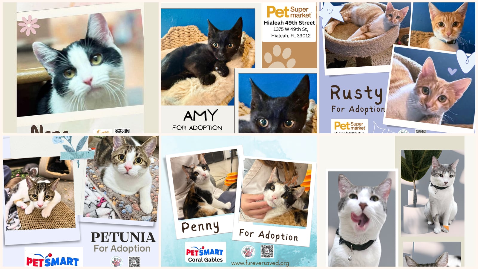 Kid-Friendly Cats up for adoption near Kendale Lakes, FL