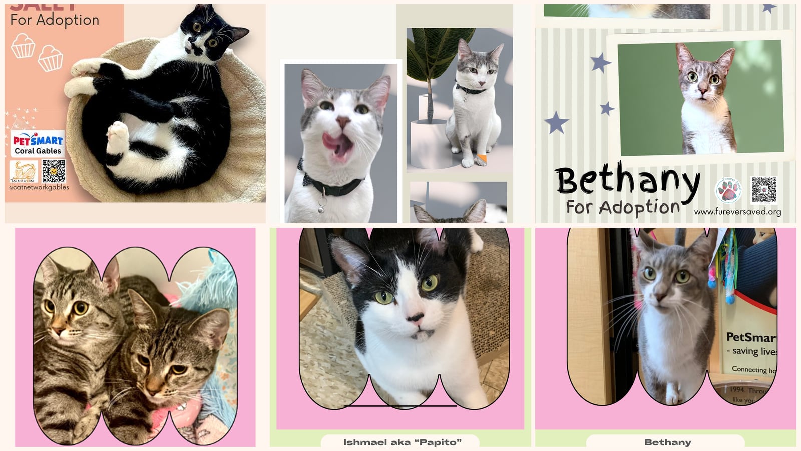 Adult Cats up for adoption near Kendall, FL