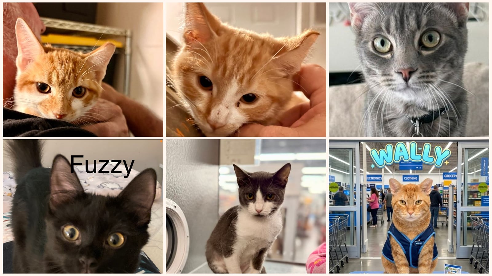 Adult Cats up for adoption near Lakeland, FL