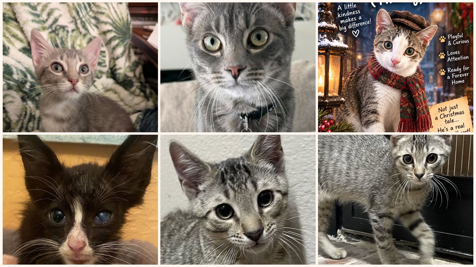 Dog-Friendly Cats up for adoption near Lakeland, FL