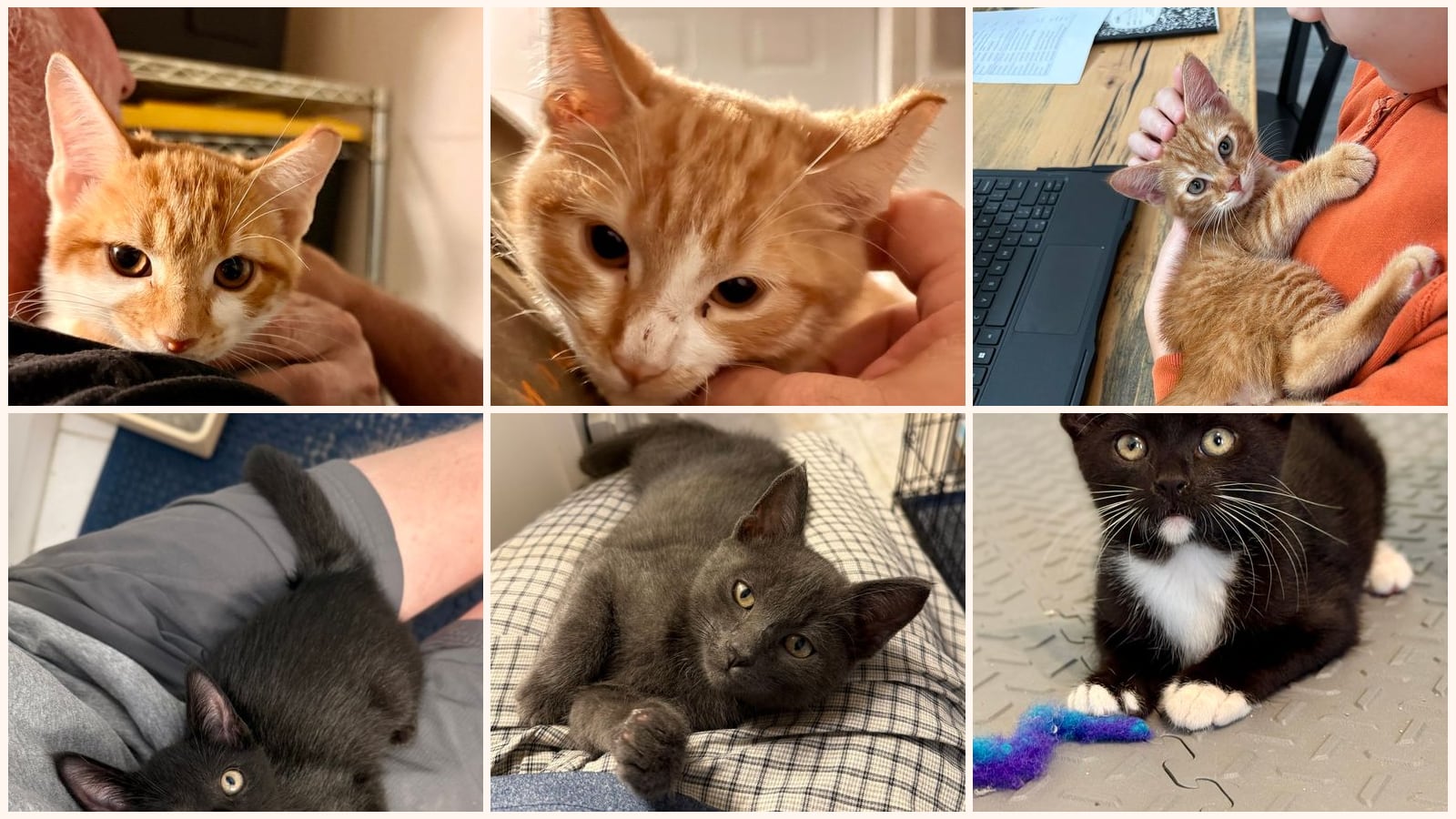 Kid-Friendly Cats up for adoption near Lakeland, FL
