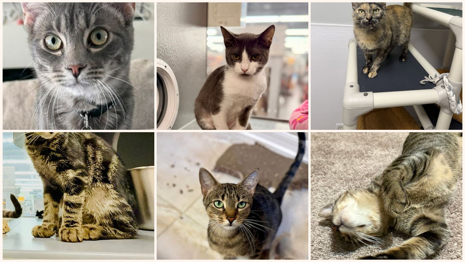 Adult Cats up for adoption near Melbourne, FL