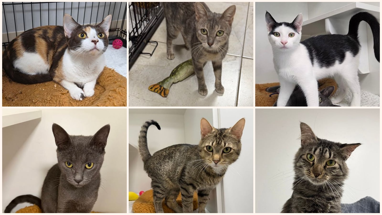 Dog-Friendly Cats up for adoption near Melbourne, FL