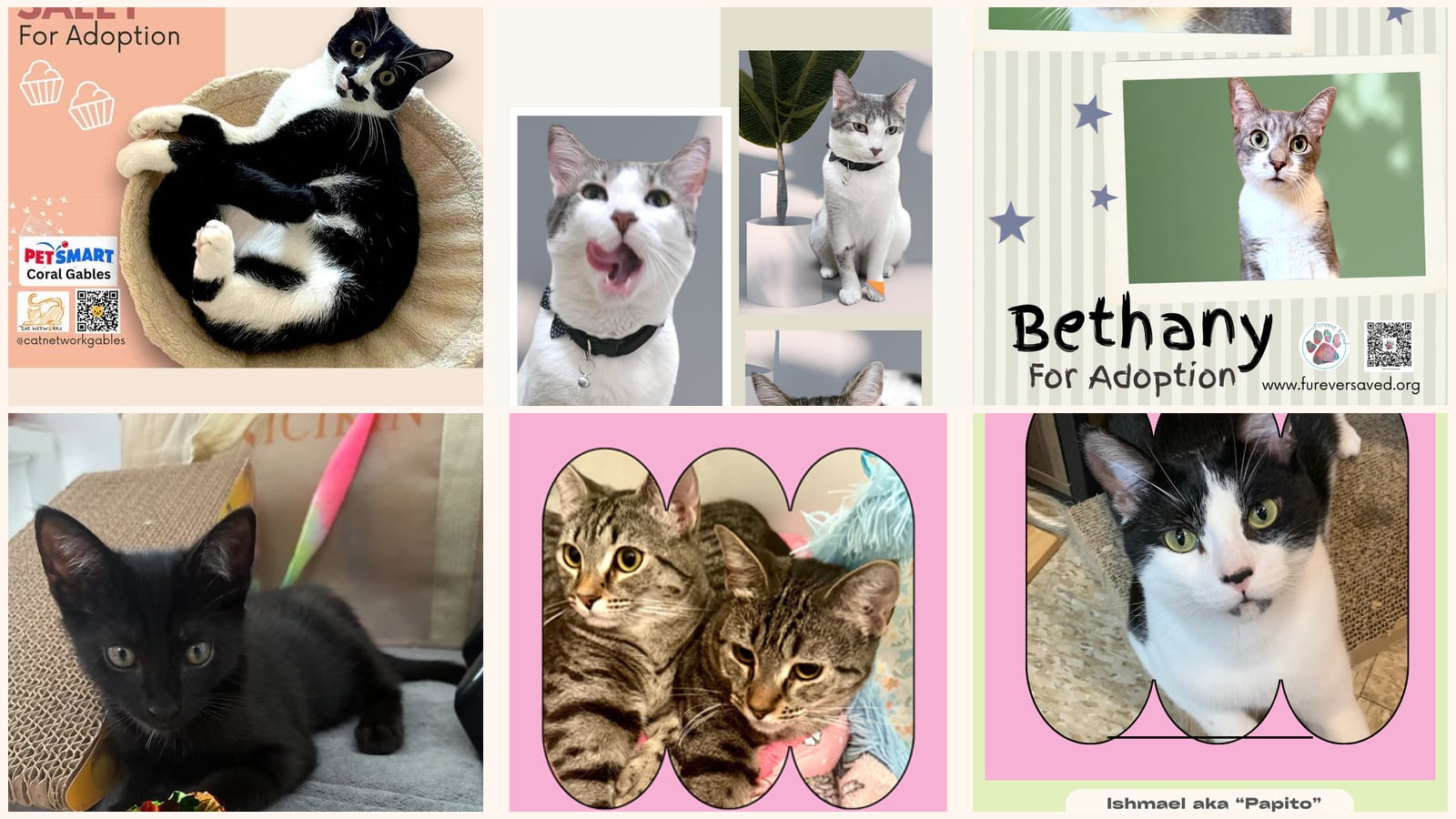 Adult Cats up for adoption near Miami, FL
