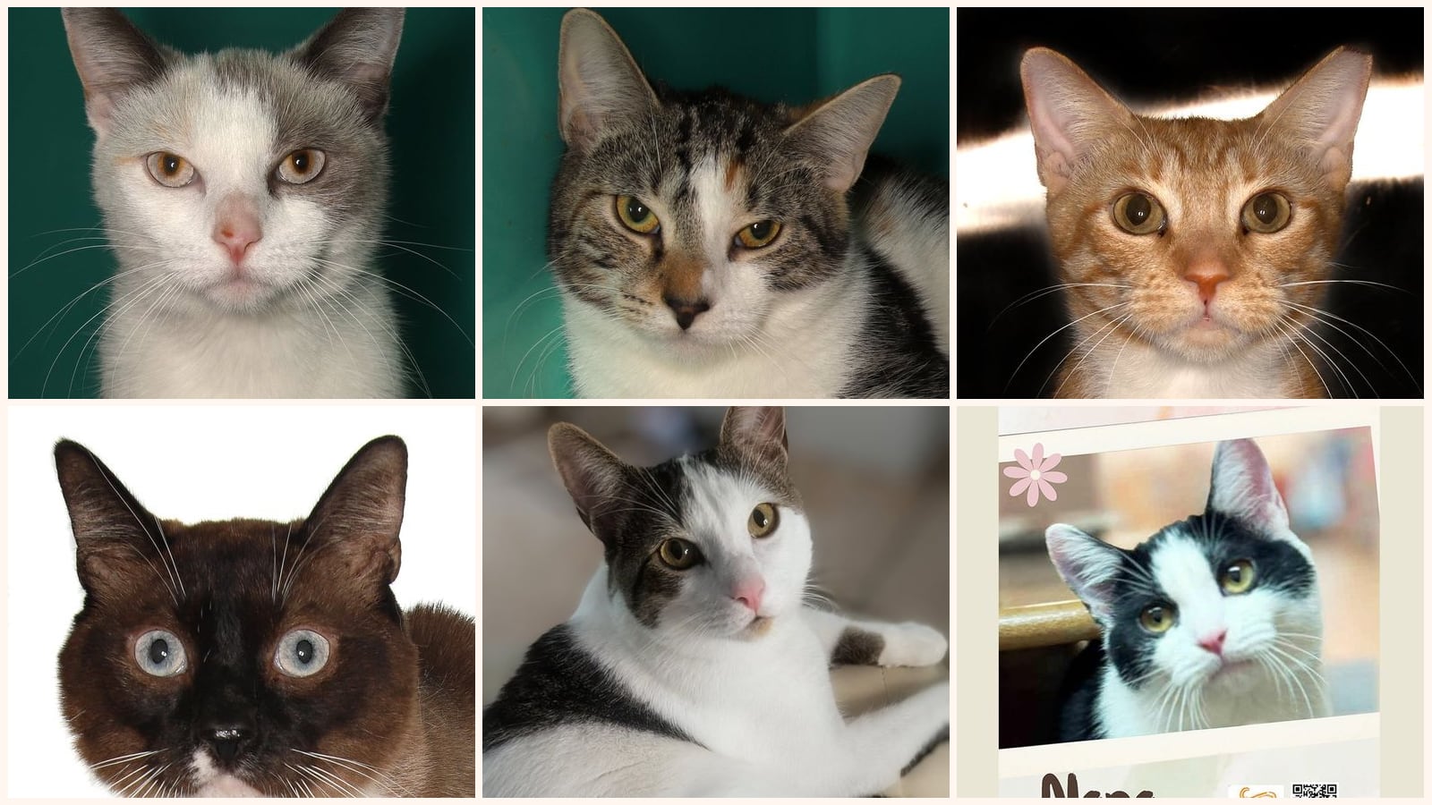 Kid-Friendly Cats up for adoption near Miami Gardens, FL