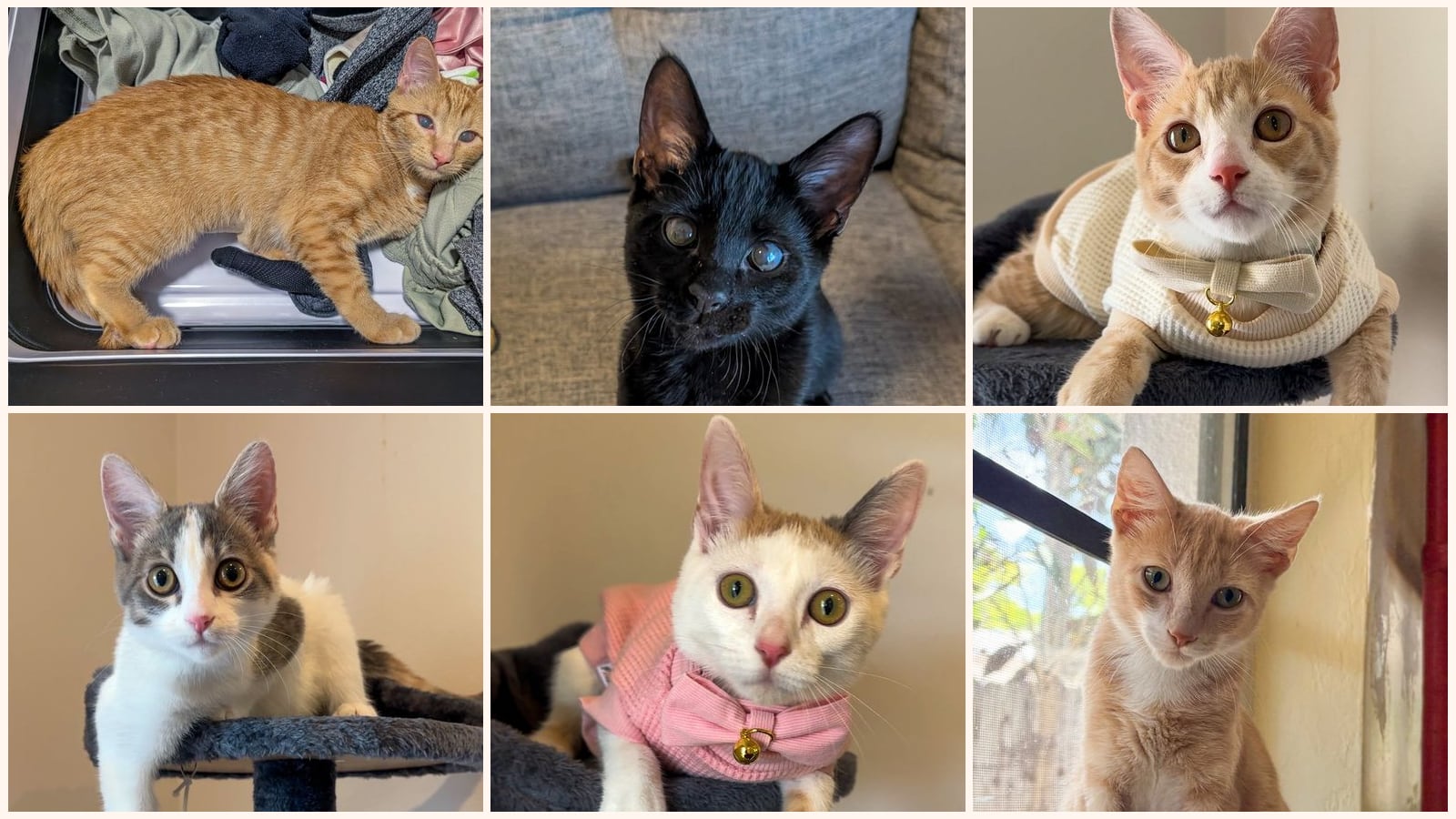Dog-Friendly Cats up for adoption near Miami, FL