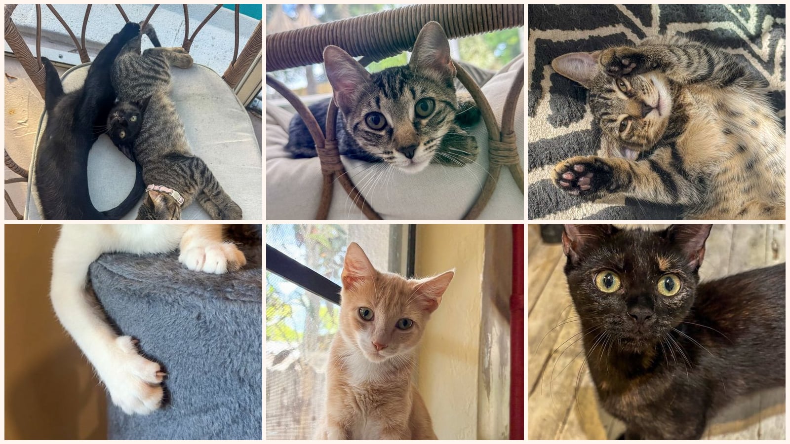 Dog-Friendly Cats up for adoption near North Miami, FL