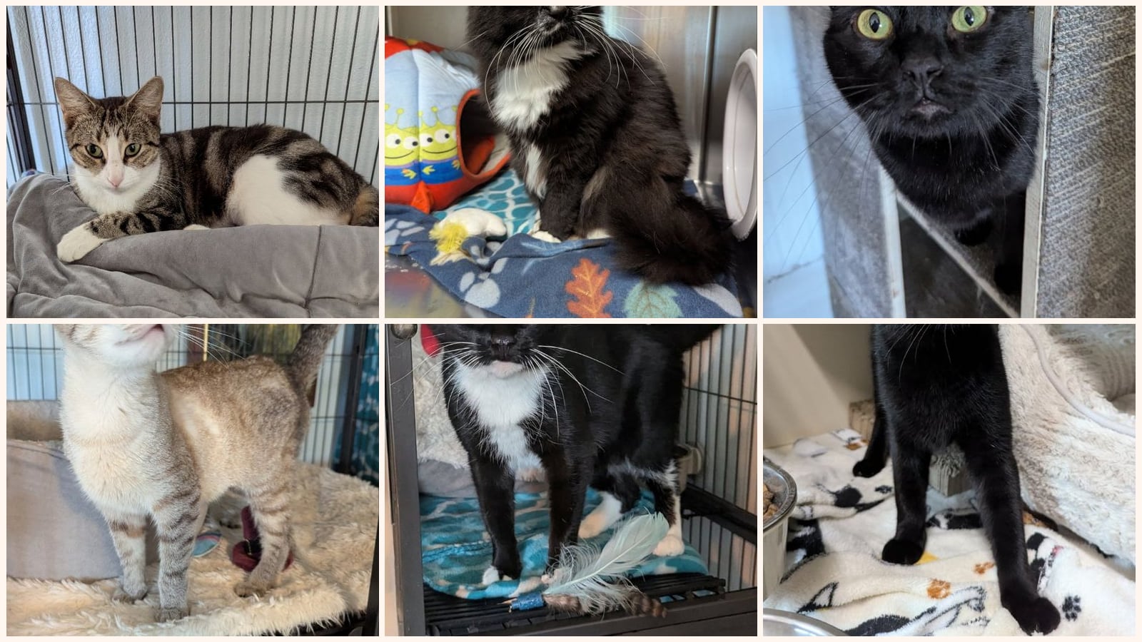 Adult Cats up for adoption near Ocala, FL