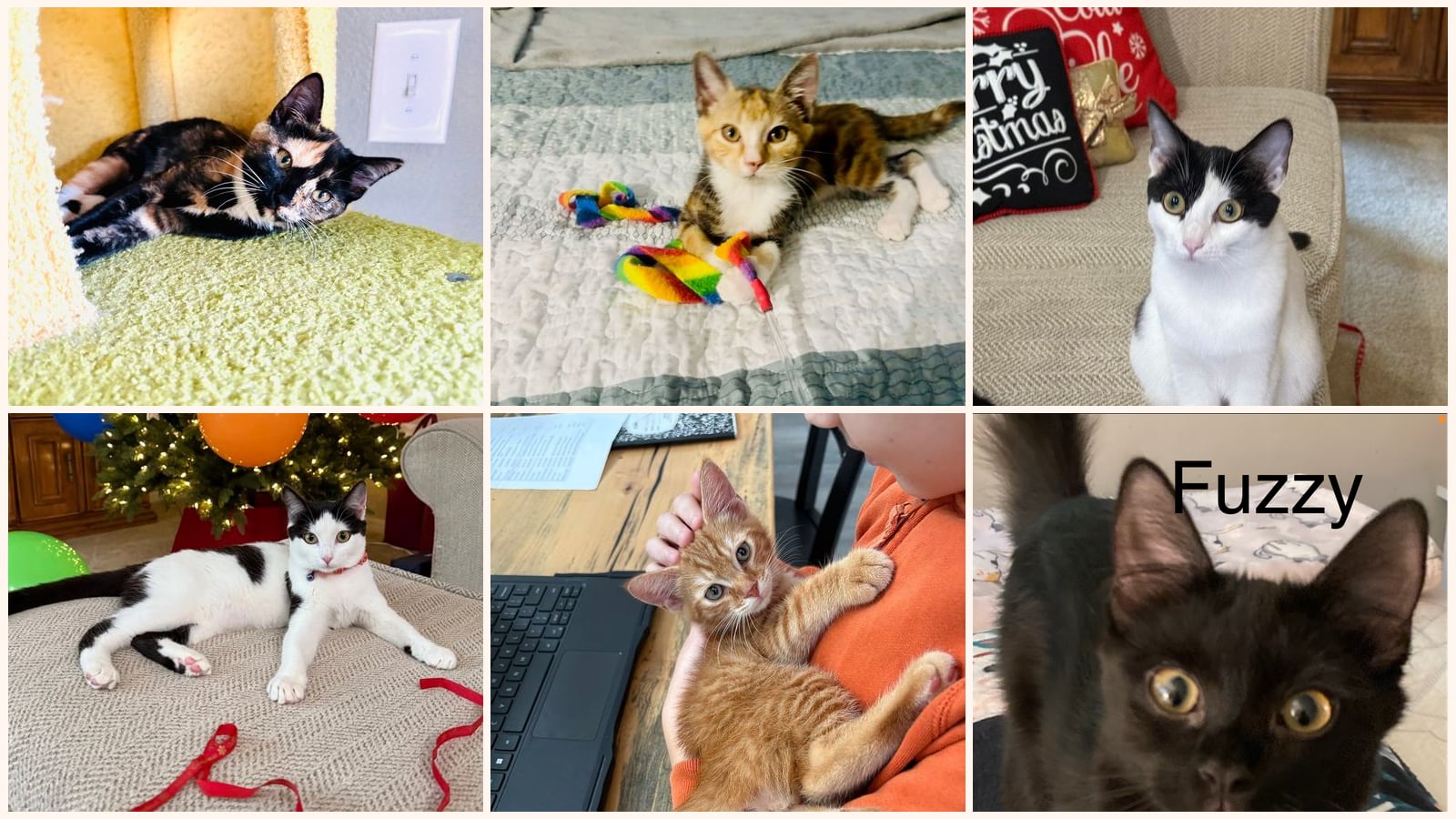 Kid-Friendly Cats up for adoption near Ocoee, FL