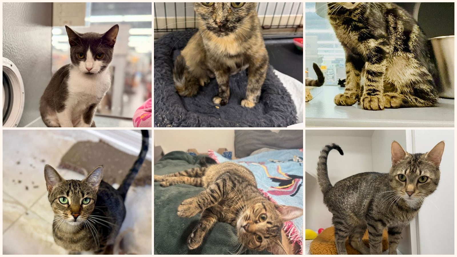 Adult Cats up for adoption near Palm Bay, FL