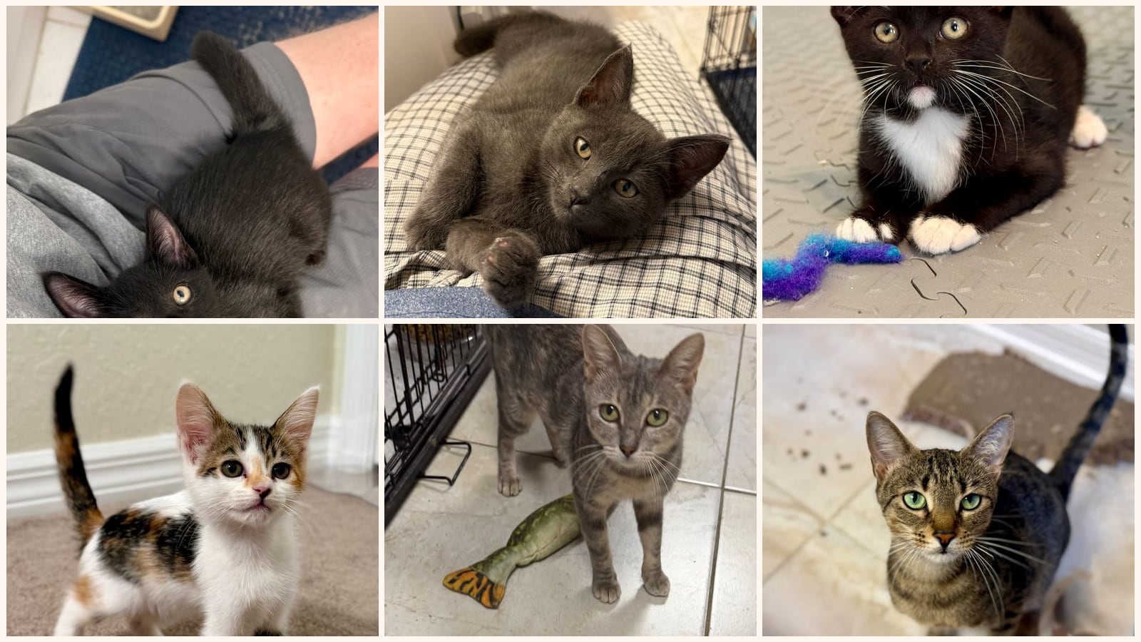 Kid-Friendly Cats up for adoption near Palm Bay, FL