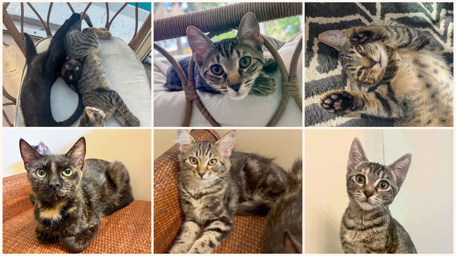 Dog-Friendly Cats up for adoption near Palm Beach Gardens, FL