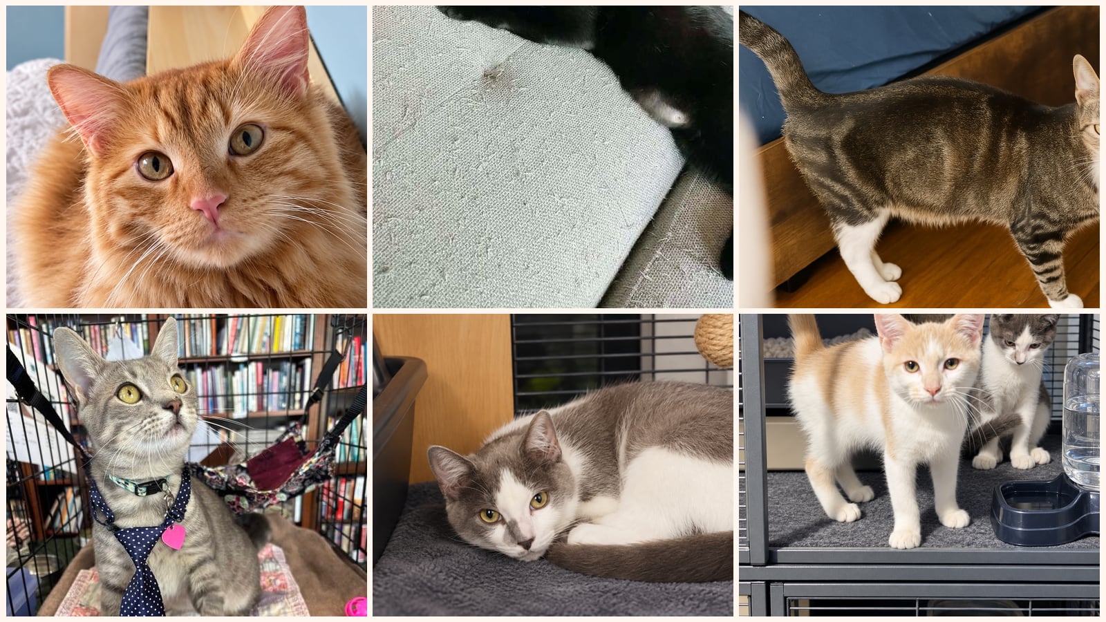 Adult Cats up for adoption near Palm Coast, FL