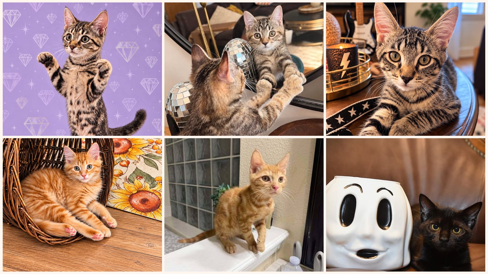 Dog-Friendly Cats up for adoption near Palm Coast, FL