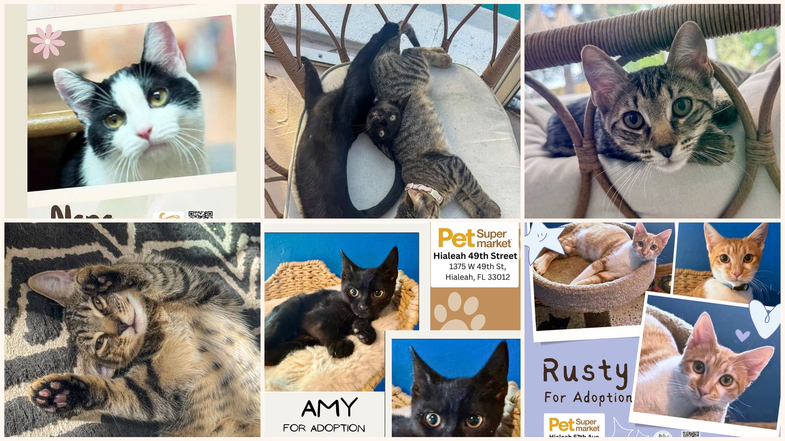 Kittens up for adoption near Pembroke Pines, FL
