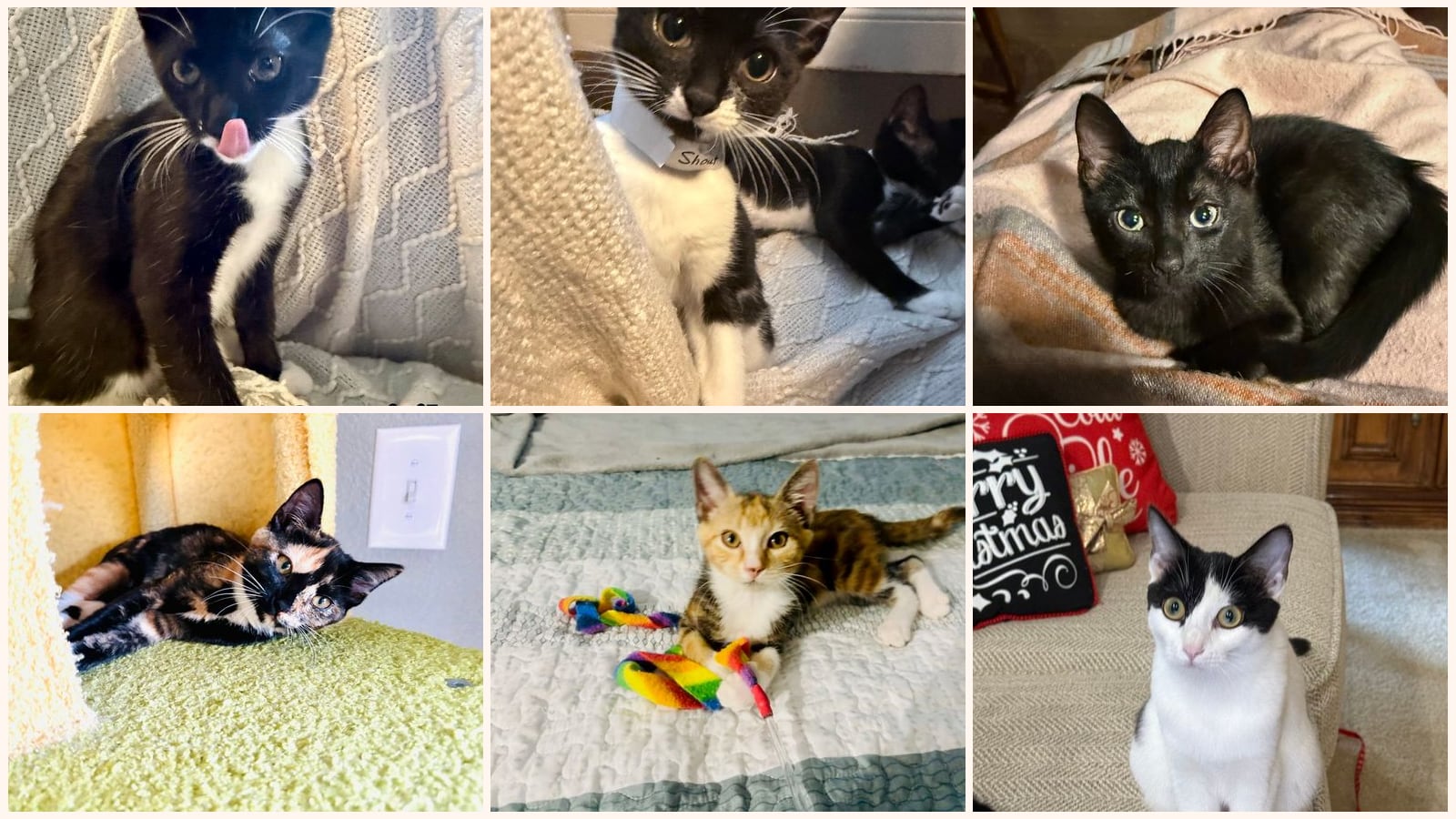 Kittens up for adoption near Pine Hills, FL