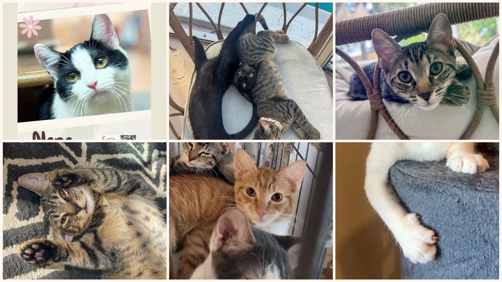 Kittens up for adoption near Plantation, FL