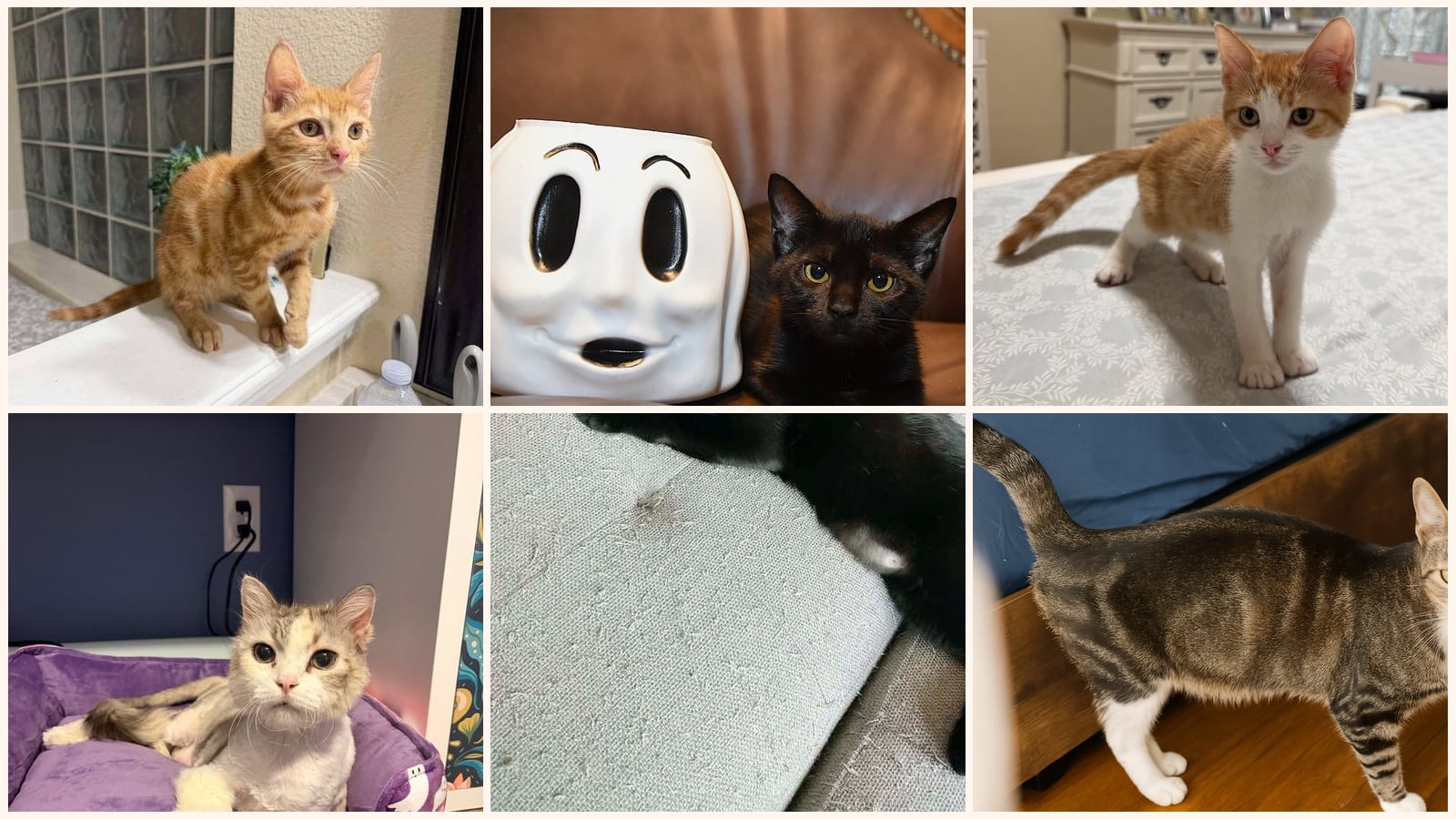 Dog-Friendly Cats up for adoption near Port Orange, FL