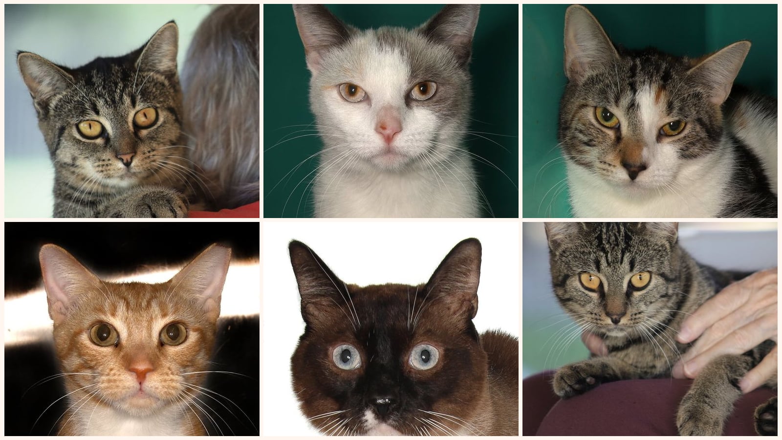 Kid-Friendly Cats up for adoption near Port St. Lucie, FL