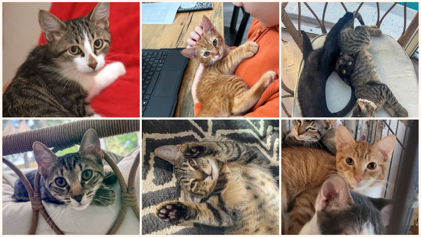 Kittens up for adoption near Port St. Lucie, FL