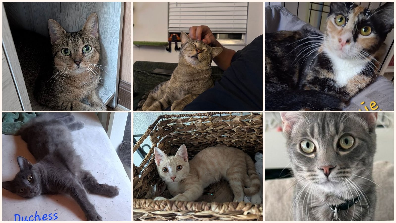 Adult Cats up for adoption near Sanford, FL